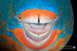 Oman Scuba Diving Holiday. Luxury Oman Aggressor Liveaboard. Parrot Fish.